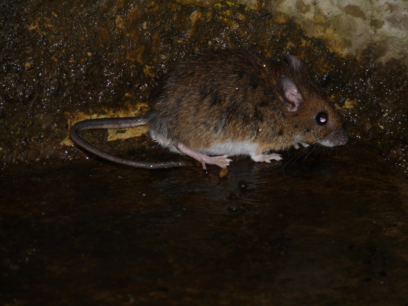 ratto? Apodemus cfr. sylvaticus